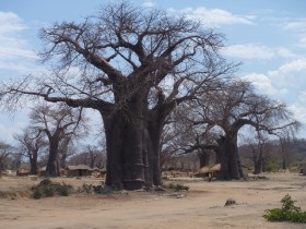 Baobab boom